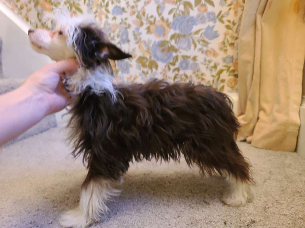 Long Haul's Blue Moon Rising