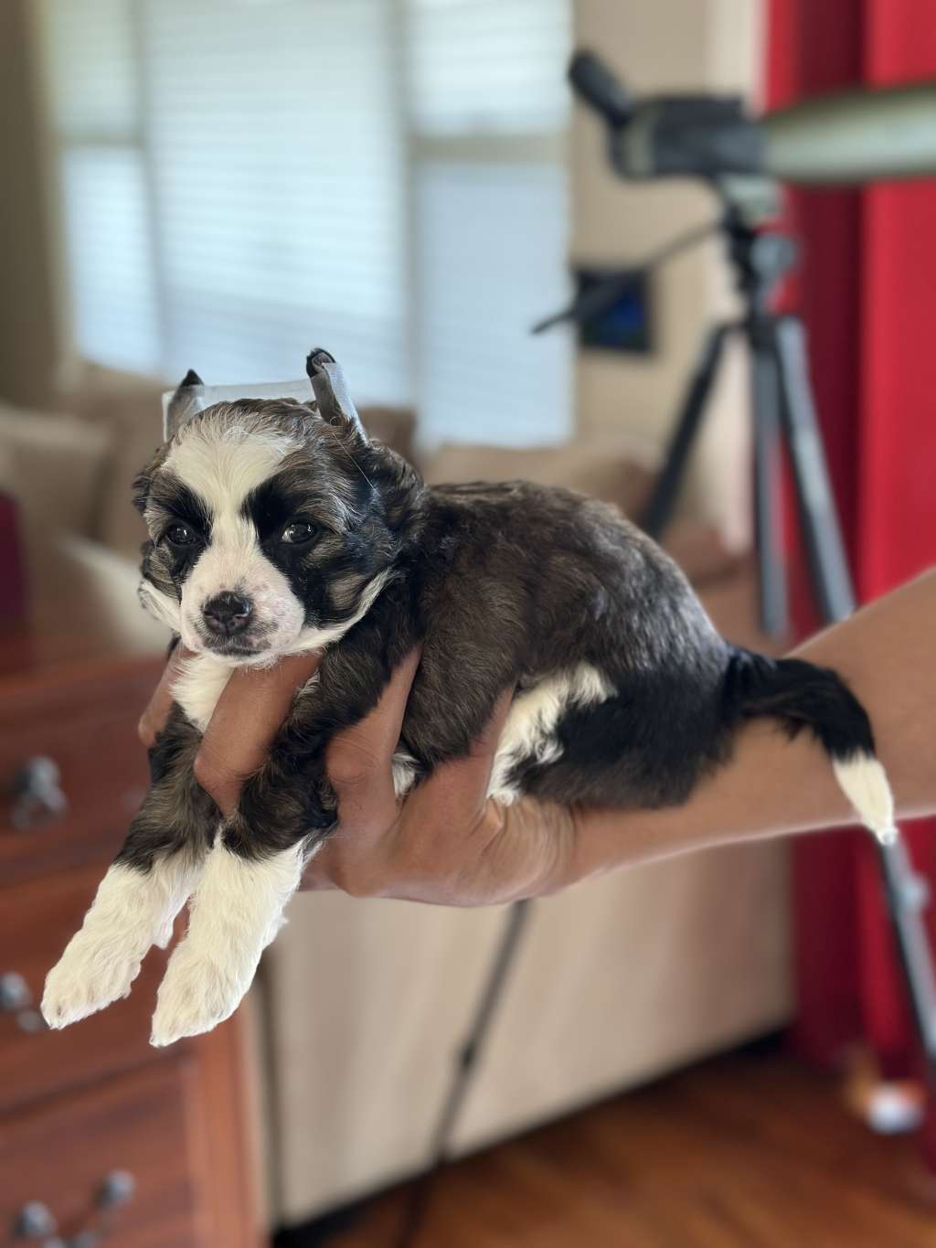 Fairwinds Lucy in the Sky with Diamonds