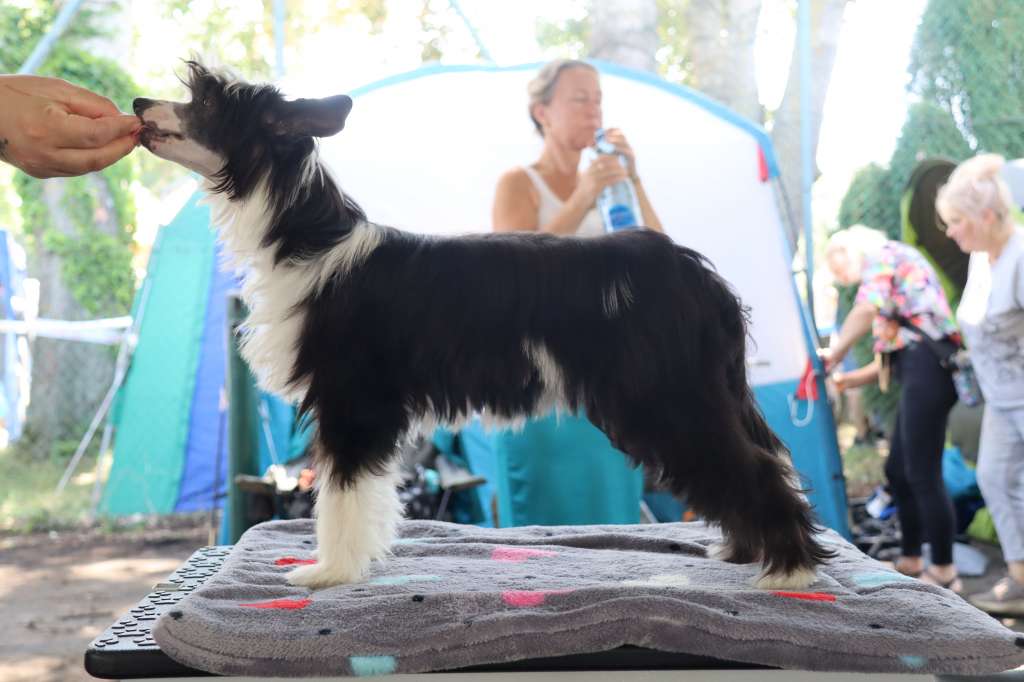 Angels In Leash Empathy