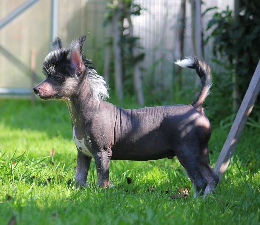 Zummer  black  elit  dlya  Liris