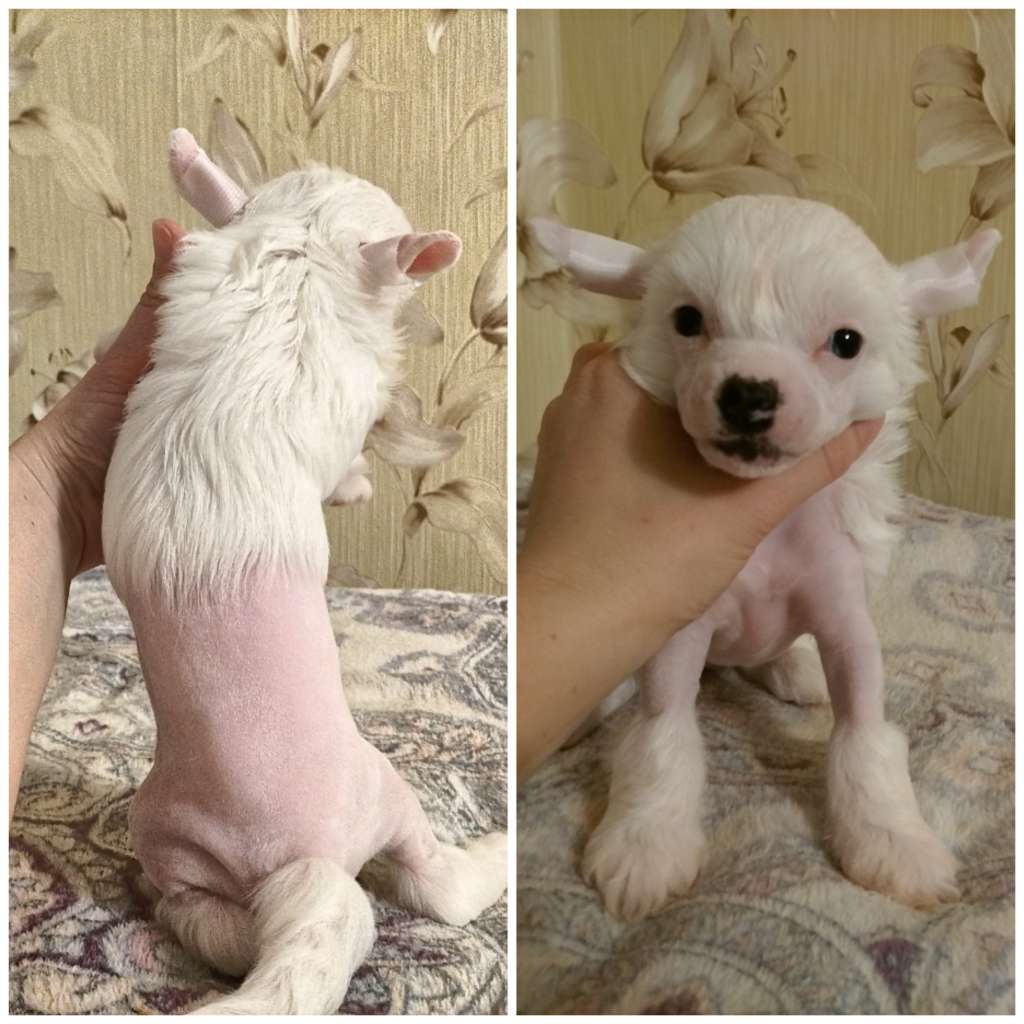 Kovimoti Rosie Huntington Whiteley