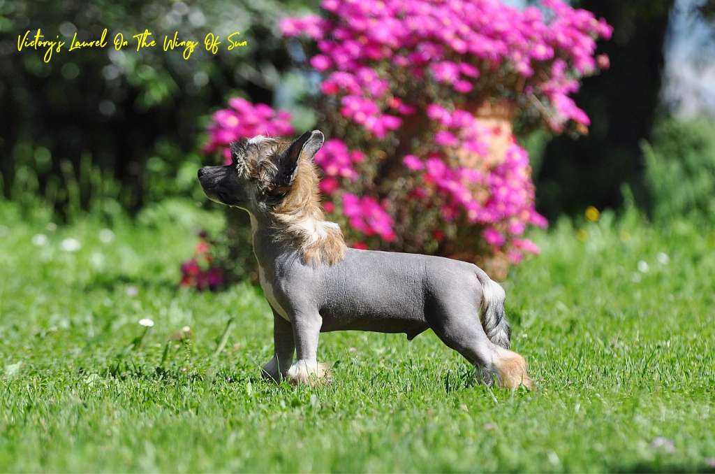 Victory's Laurel One The Wings Of Sun