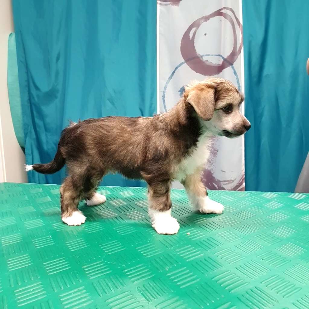 Vanellus Indicus Adamantium