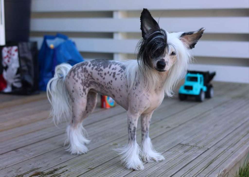 Vanellus Indicus Assai