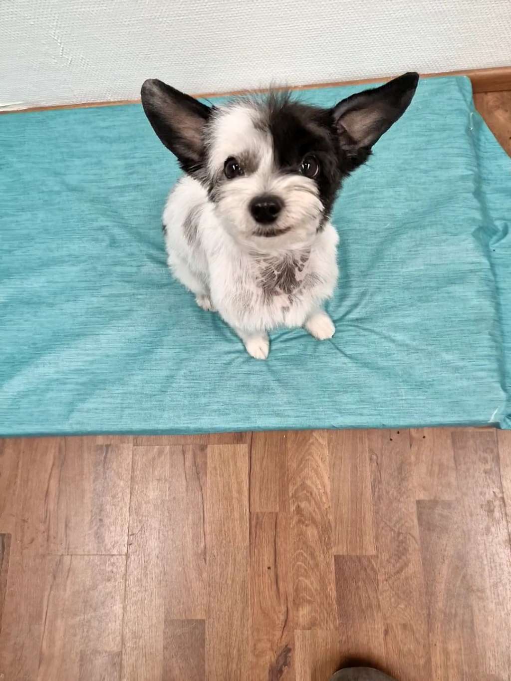 Vanellus Indicus Anemone