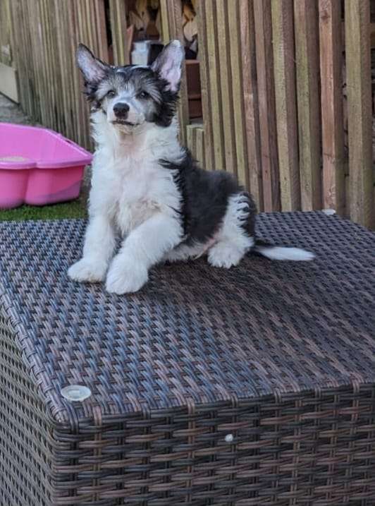 Pascha vom Apfelland