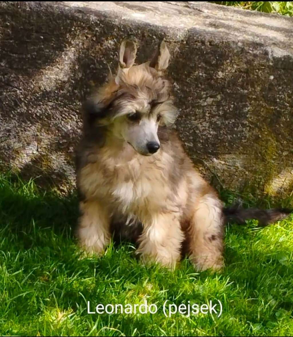 Leonardo Da Vinci