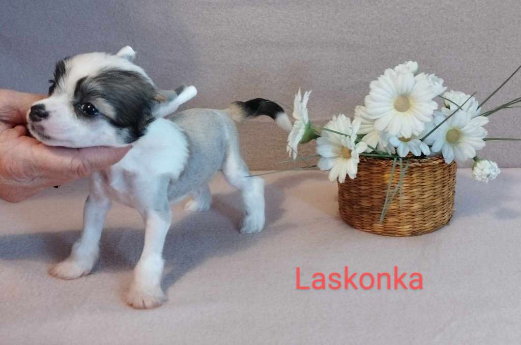 Laskonka