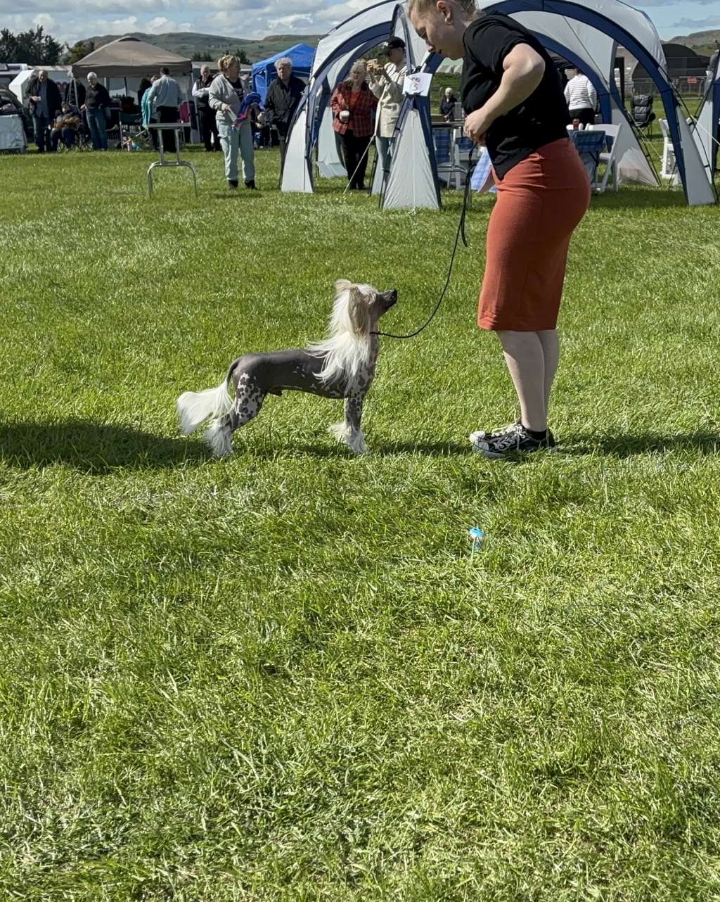 CH Bryelis Boys Are Back In Town JW