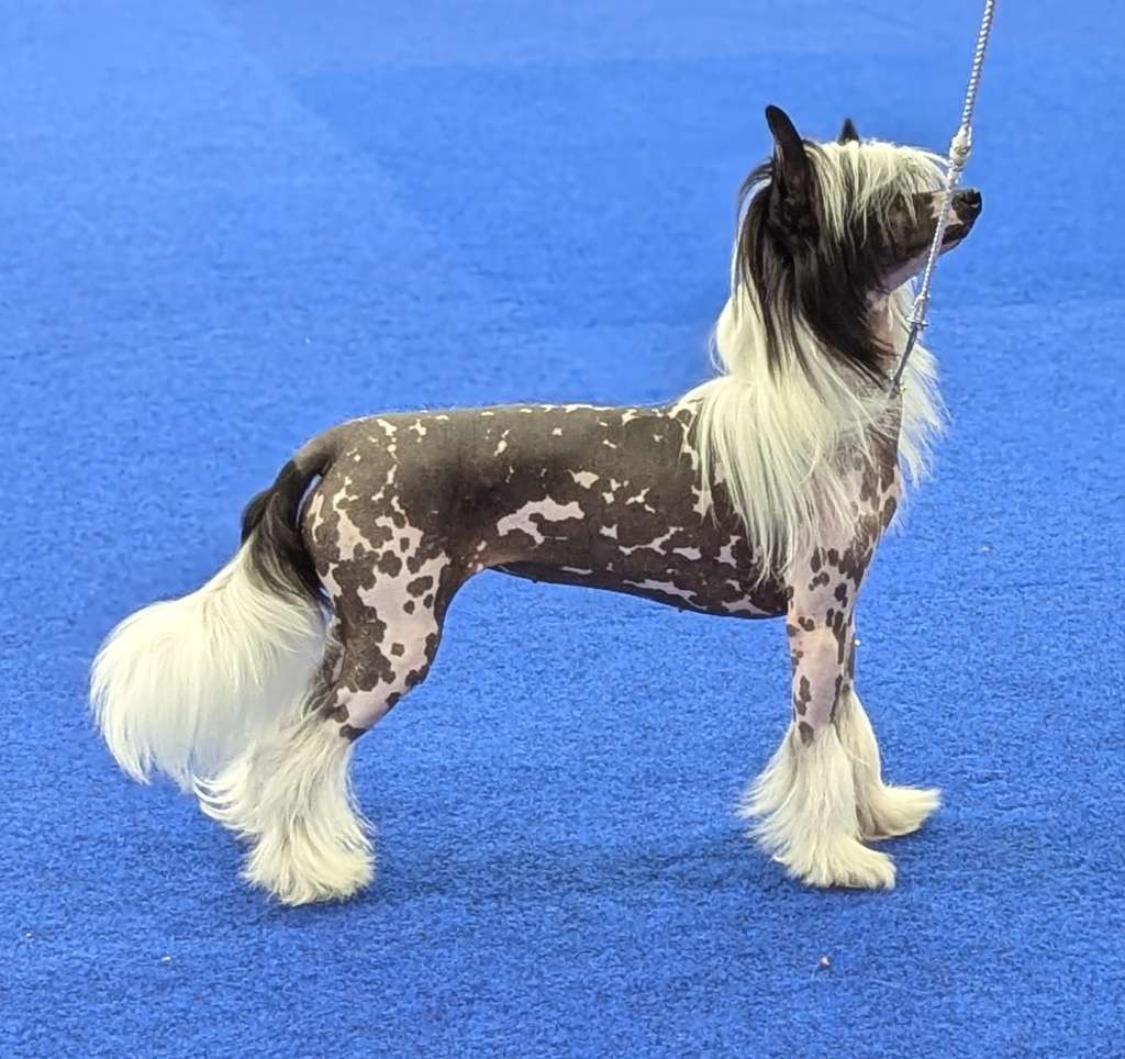 Crest-Vue Pretend To Be Normal