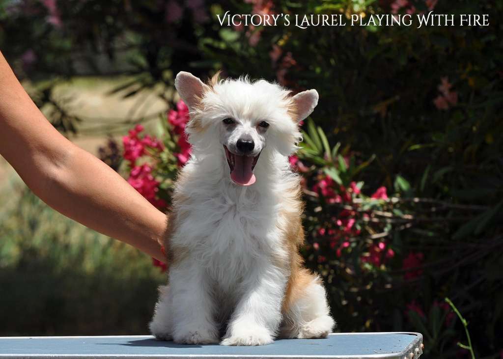 Victory's Laurel Playing With Fire