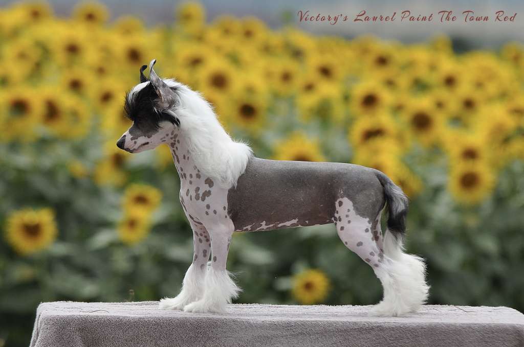 Victory's Laurel Paint The Town Red