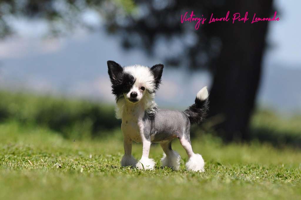 Victory's Laurel Pink Lemonade