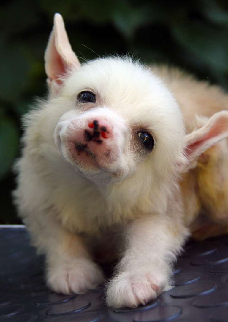 Grand Passage Zoticus