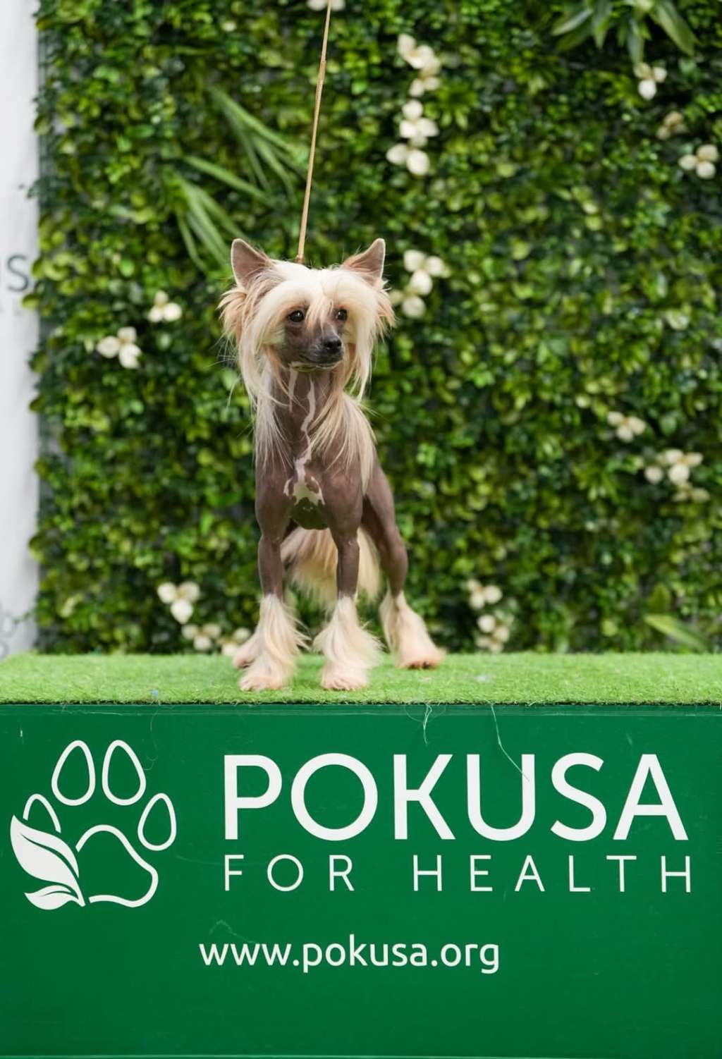 Kajmakowa Babka Sasima