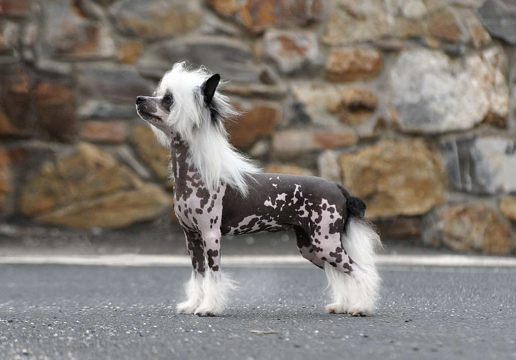 Touch Beauty Gloria Icon Of Style