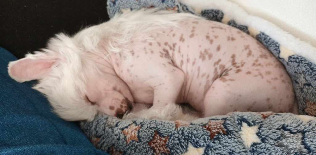 Xian-Lee Sweet Love of Mine