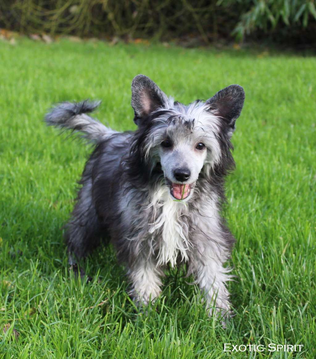 Exotic Spirit VVonderful Pixie