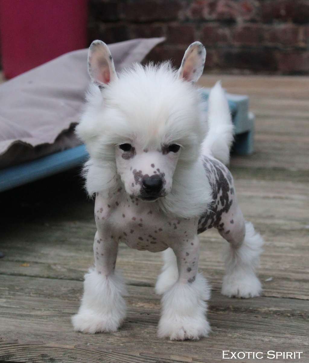 Exotic Spirit VVinged Unicorn