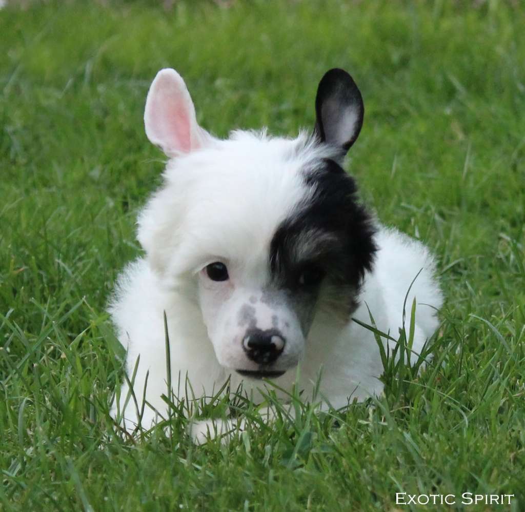 Exotic Spirit VVolf Mystical