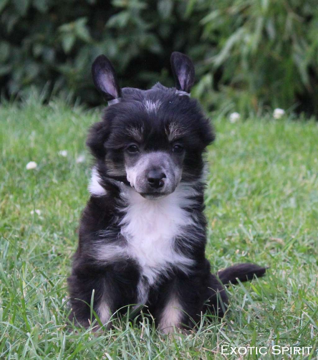 Exotic Spirit VVildeers Dragon