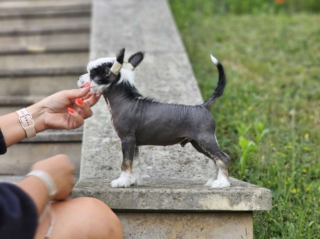 El Tequito Dream Of Coffee FCI