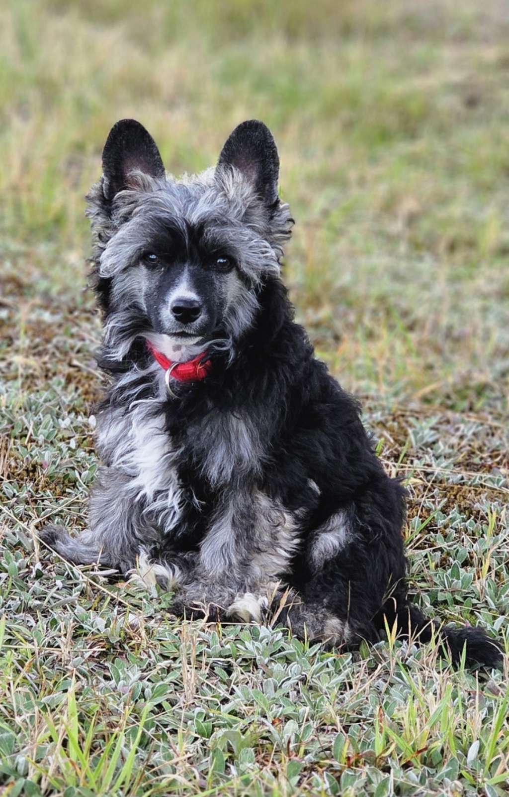 Espresso Dream Of Coffee FCI