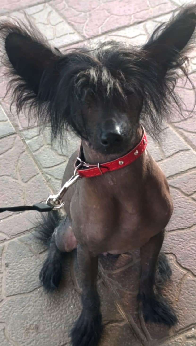 Beauty Incomparable Carbon Mitsubishi