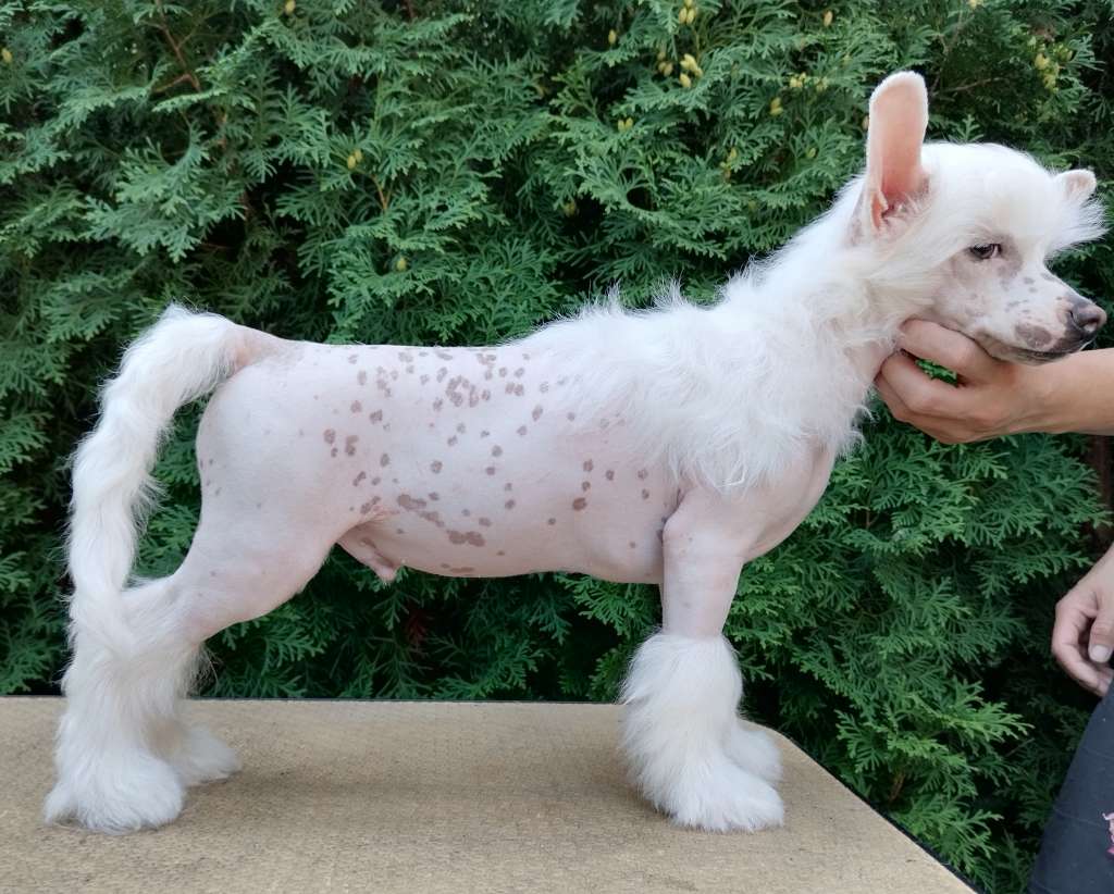 Kovimoti Ungaro Emanuel