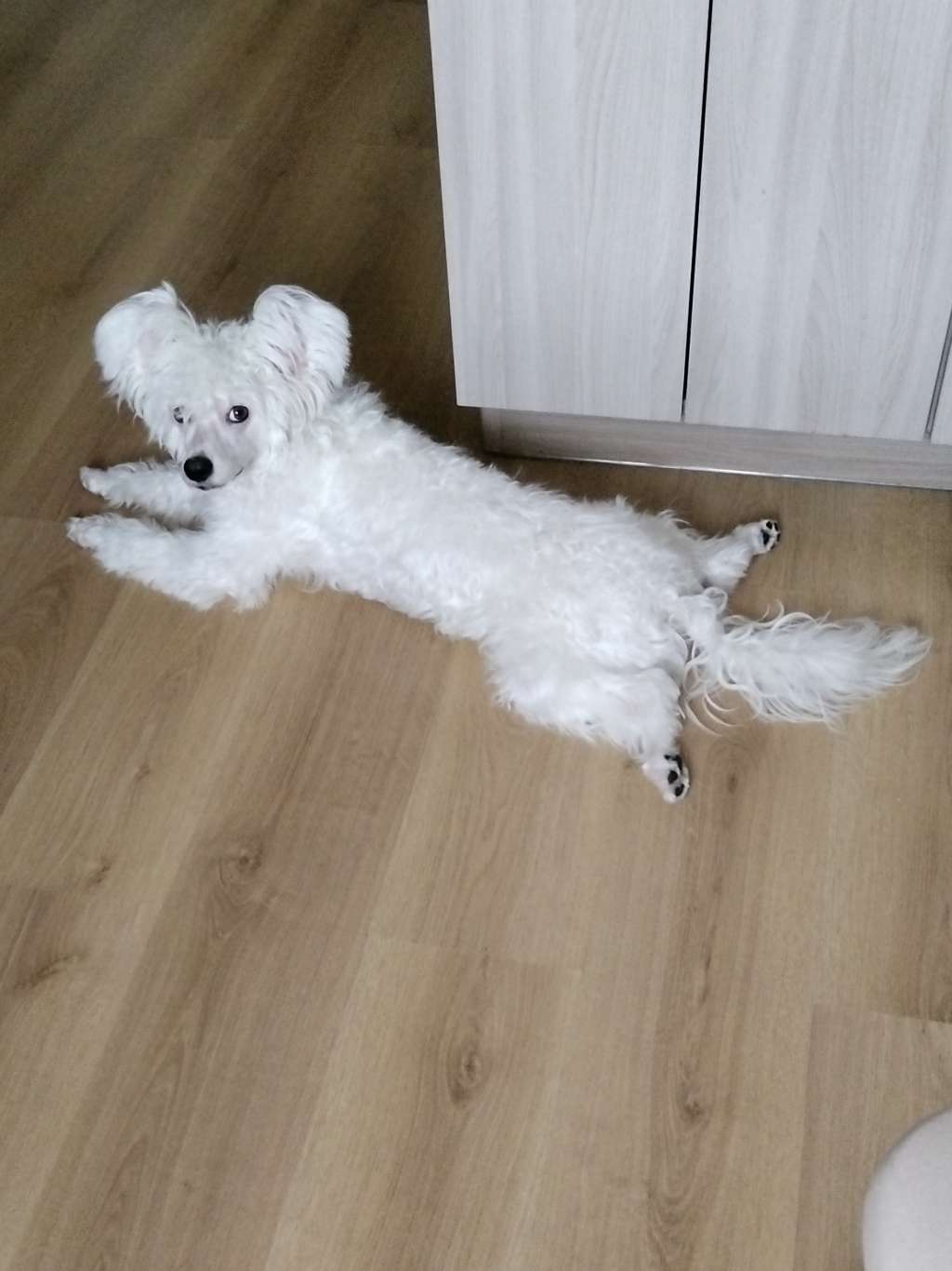 Kovimoti Umberto Zanolli