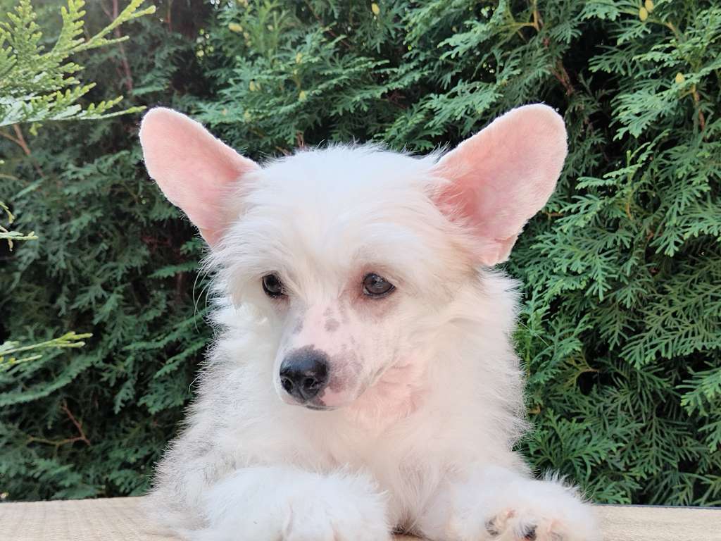 Kovimoti Ulissa Mimi