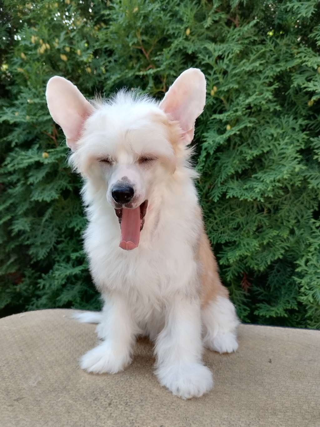 Kovimoti Uma Turmann