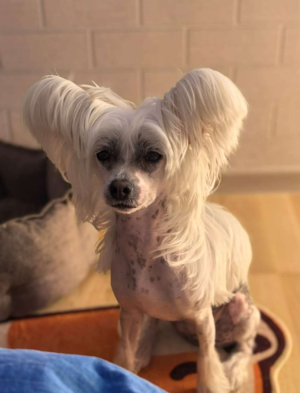 Kovimoti Una Perfetta