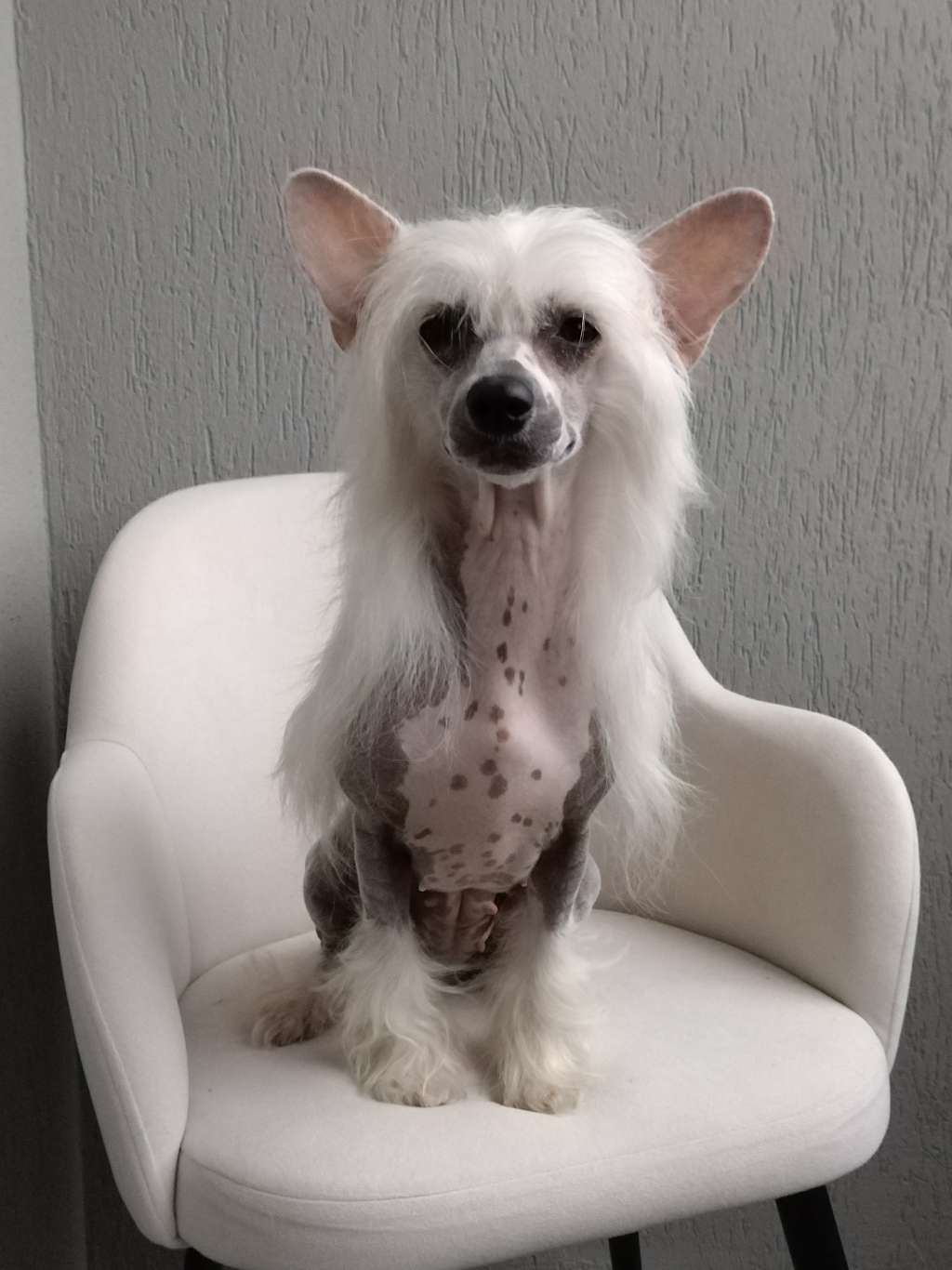 Kovimoti Kitty Spenser