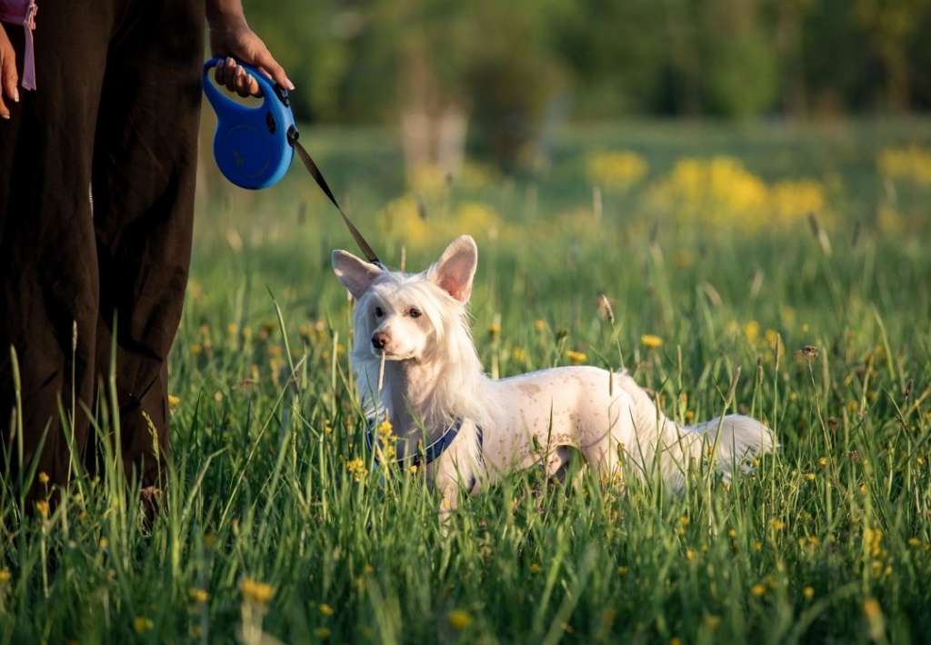 Kovimoti Luc Strong and Brave