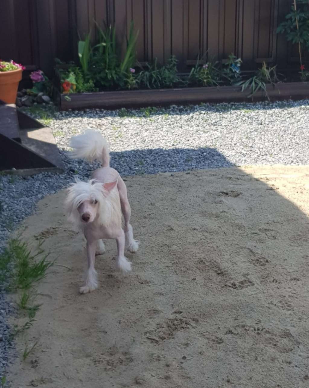 Kovimoti Lewis Free Like the Wind