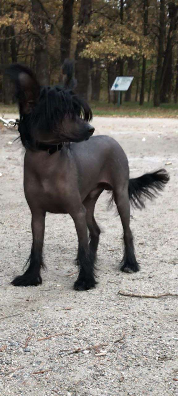 Hygo Gallant Gentleman