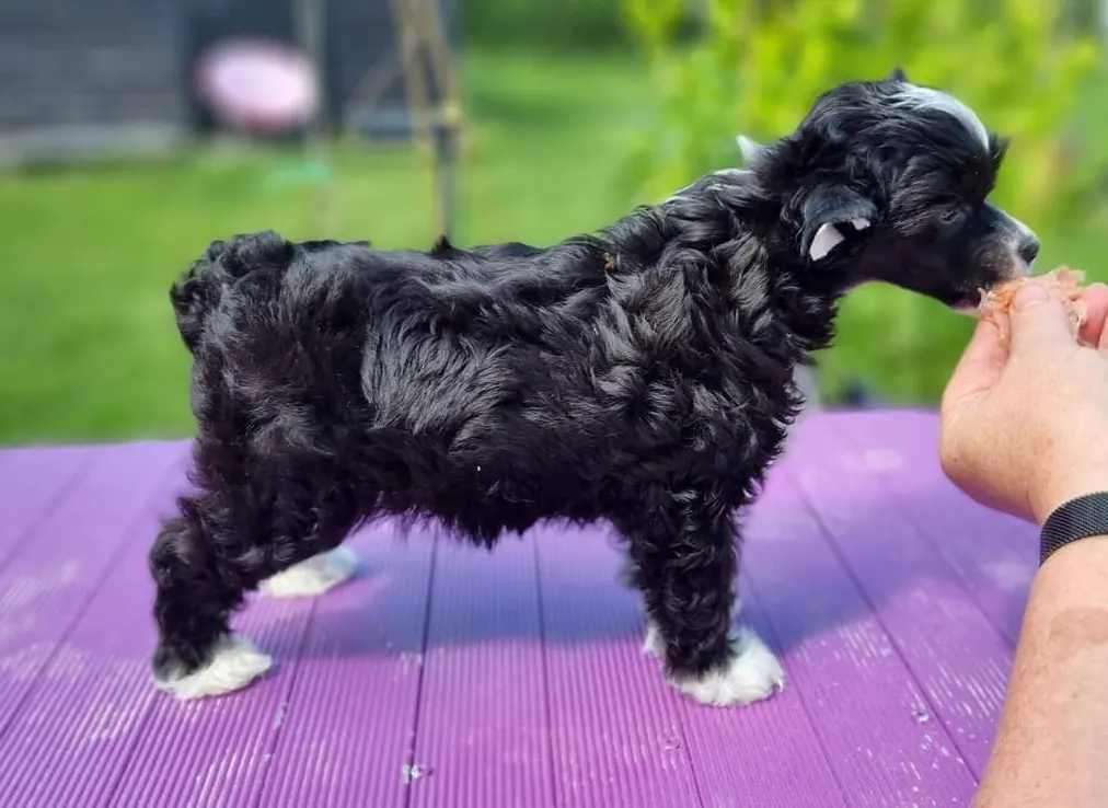 Tournais Long Hair Don't Care