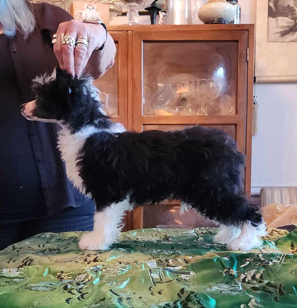 Lacshen's I'm Falling For You