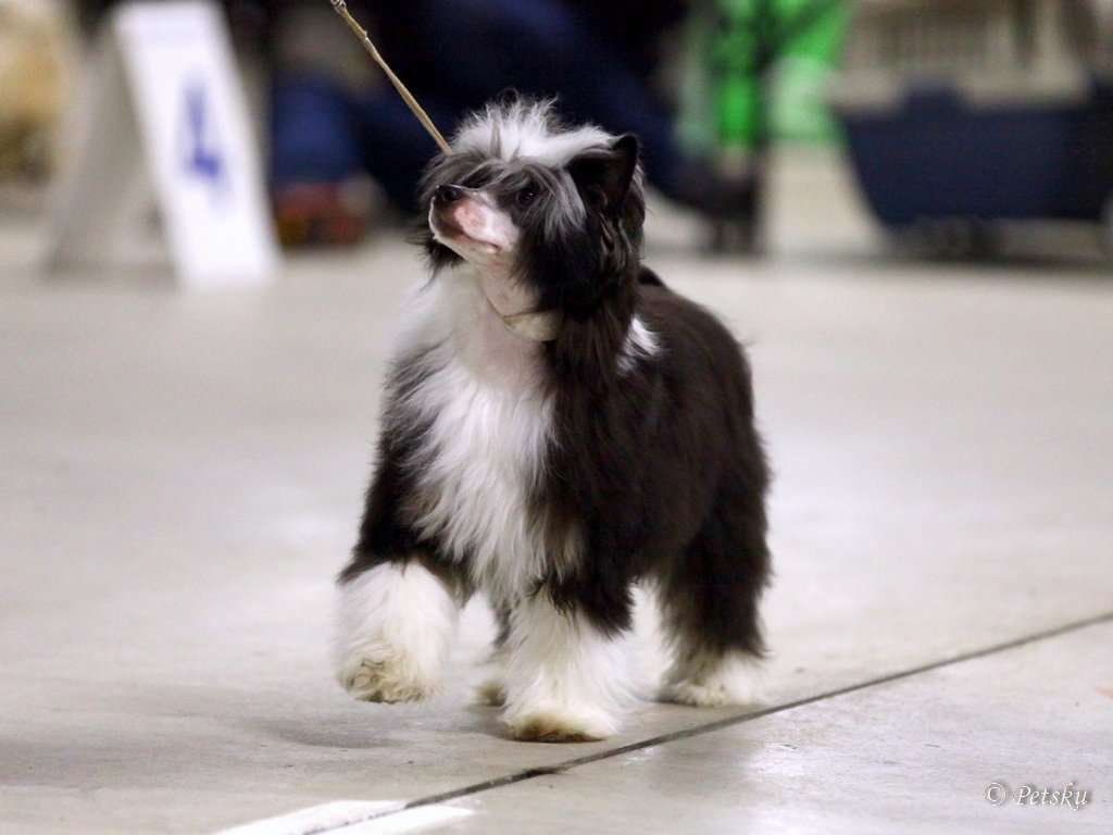 Black-Diva's Captain James Hook