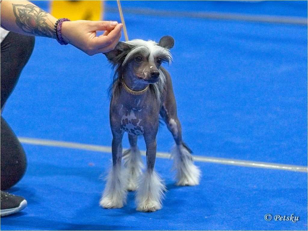 Black-Diva's Tinkerbell