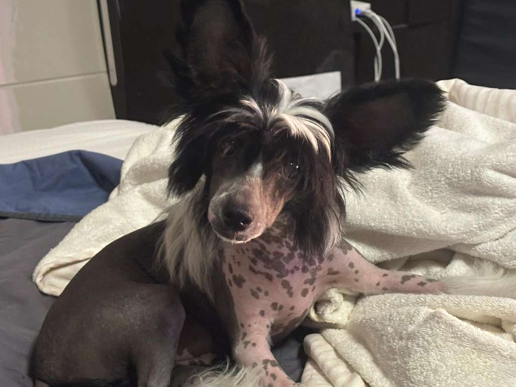 Adeline Wonders Lair