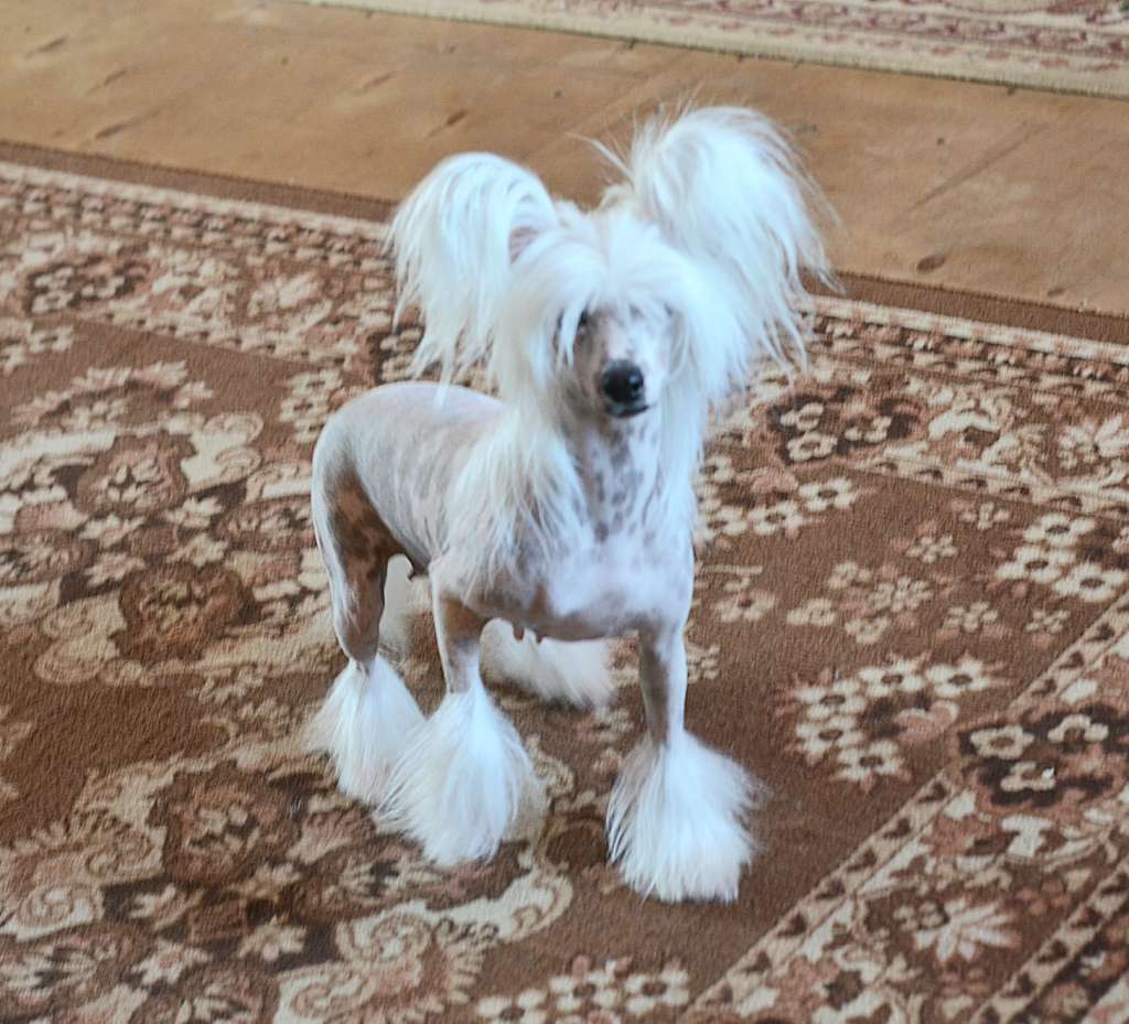 Miniatura Club Alexa