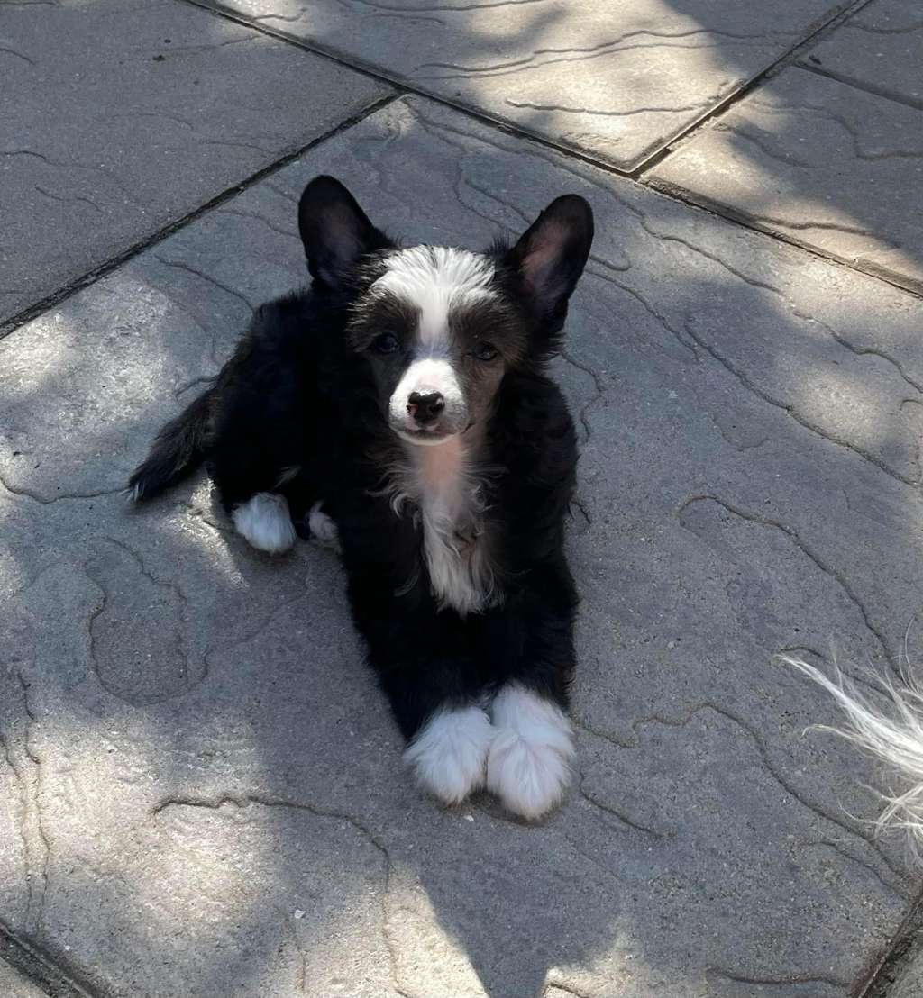 Sassytails Midnight Diamond