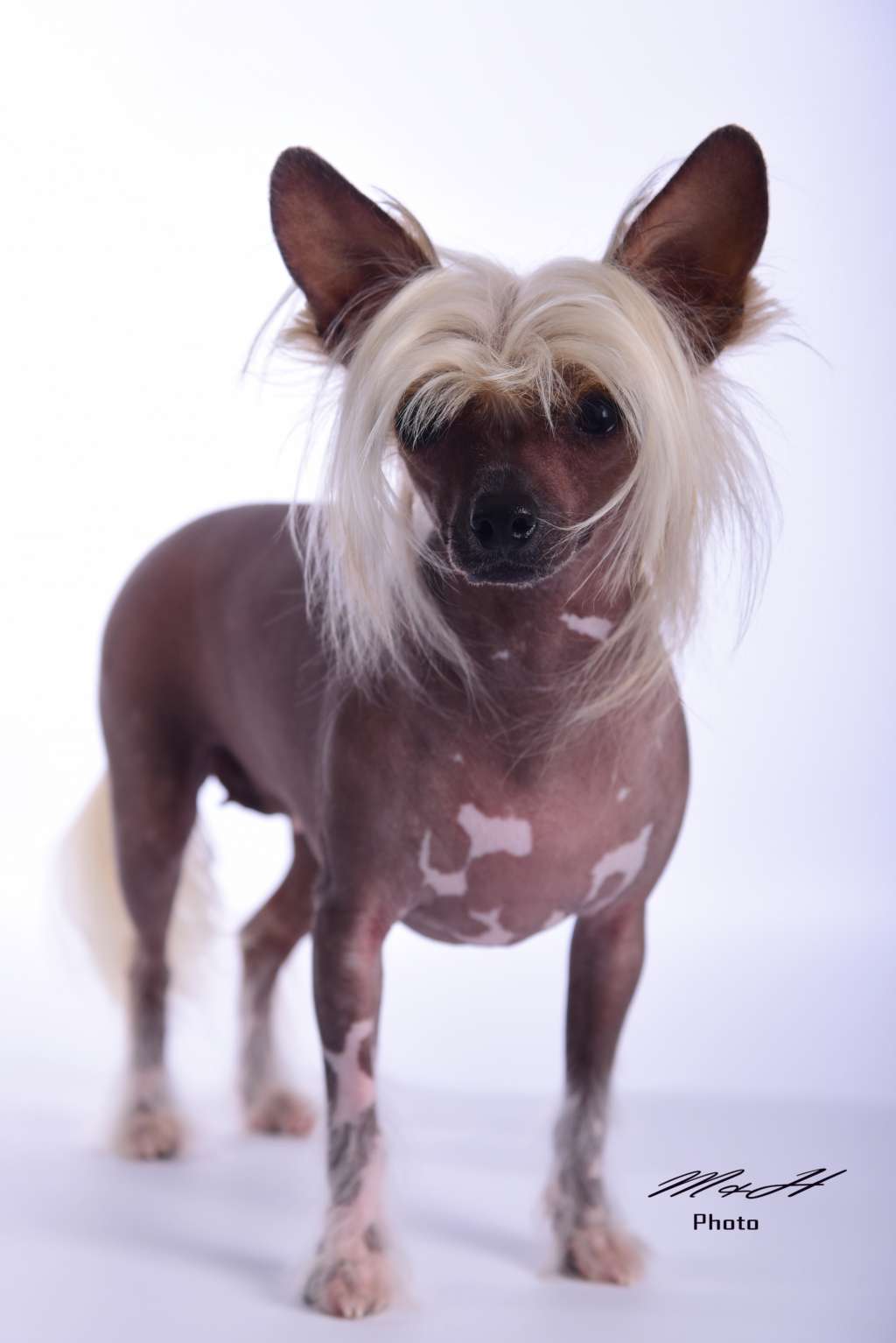 Jak Cie Ubostwiam Akizabo