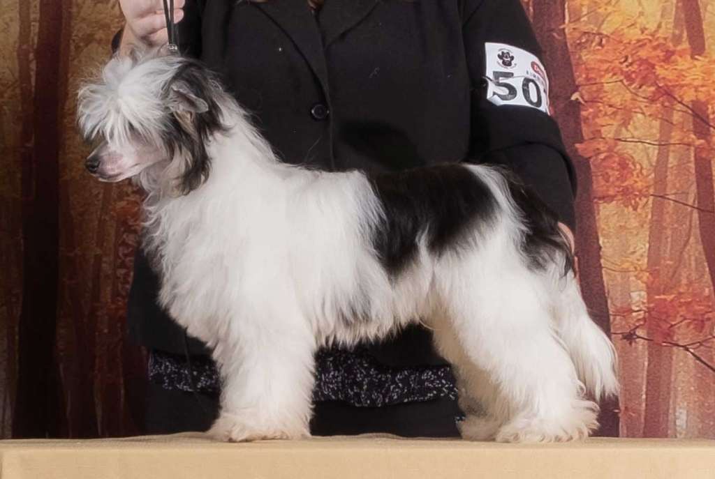 Homestead N Gardine Unmovable Force