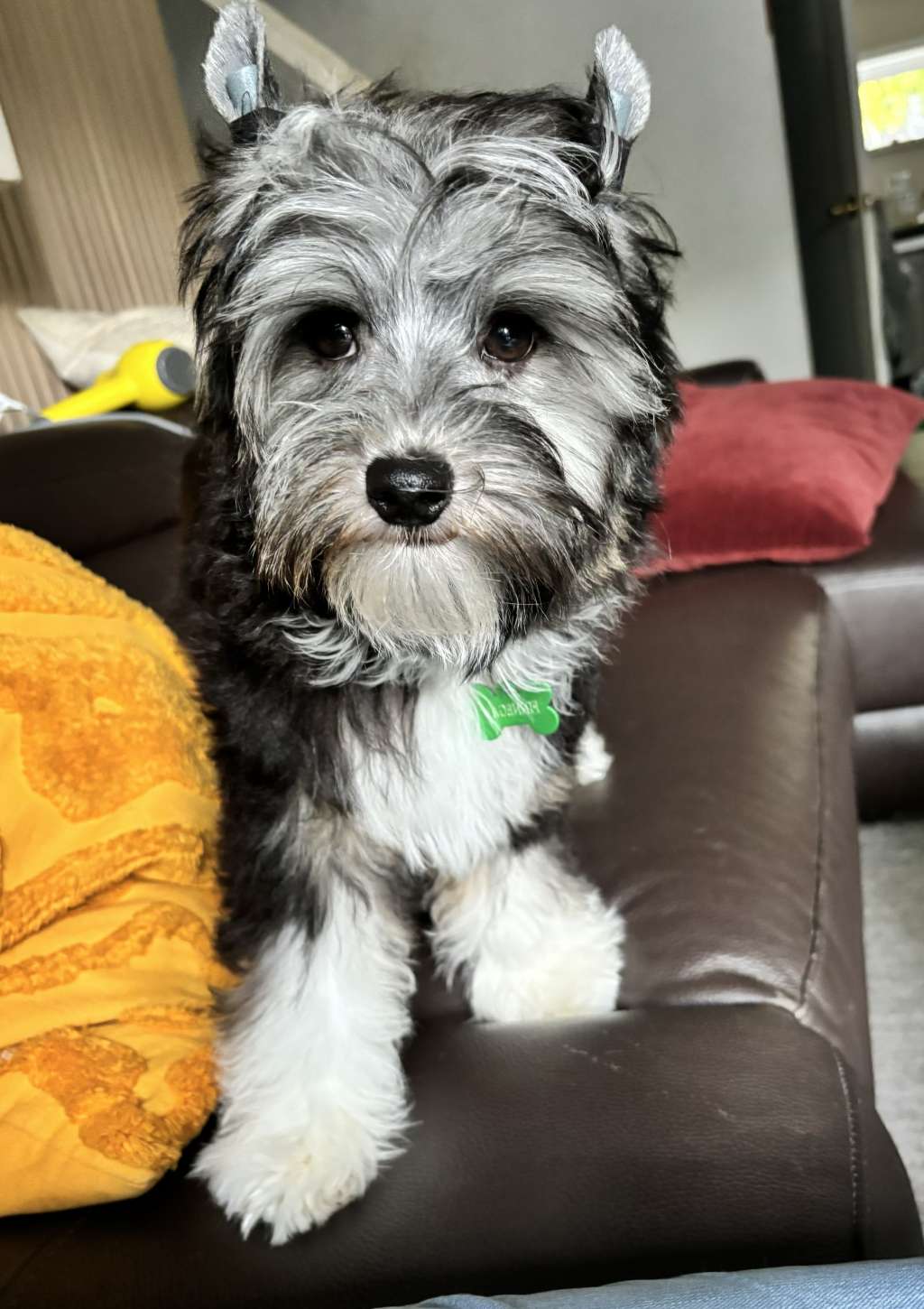 Homestead and Gardine 4 Leaf Clover