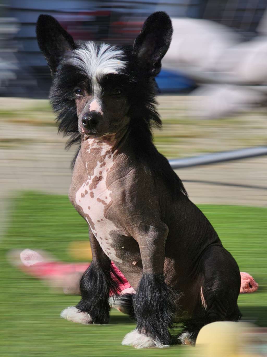 Pappa Tai Son Gambitas