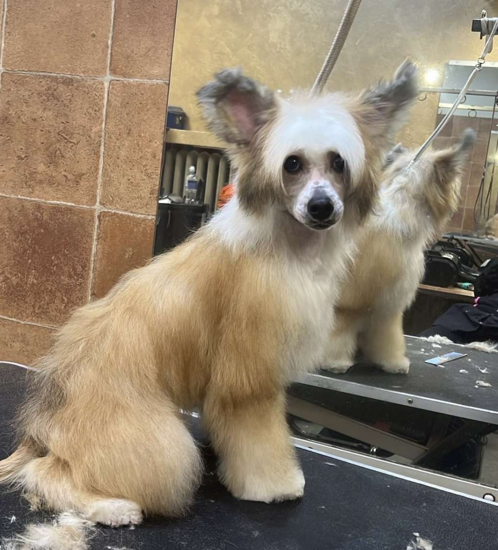 Cladary Triumph Malcolm Muhich