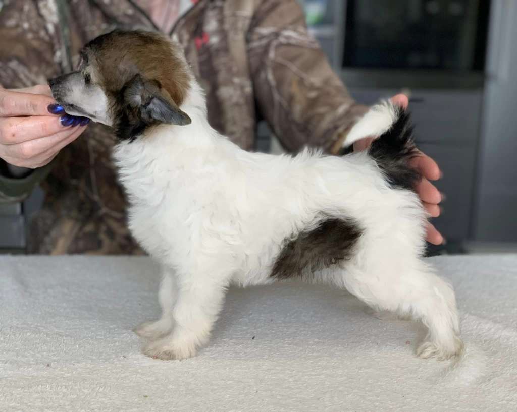 Drömtorpet's Duktiga Dagny